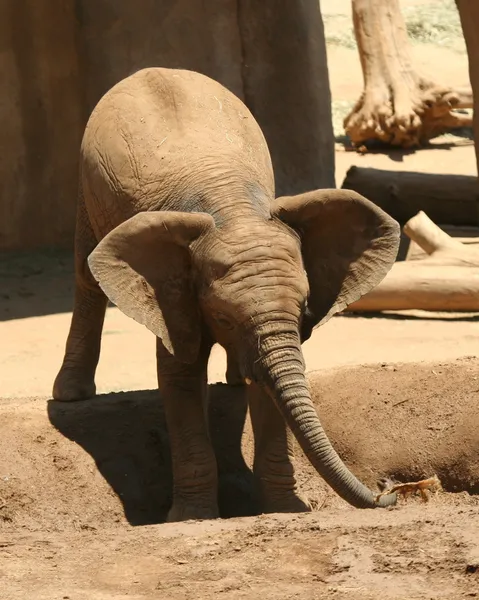 Αφρικανικός ελέφαντας ένα μωρό που παίζει σε μια λακκούβα — Φωτογραφία Αρχείου