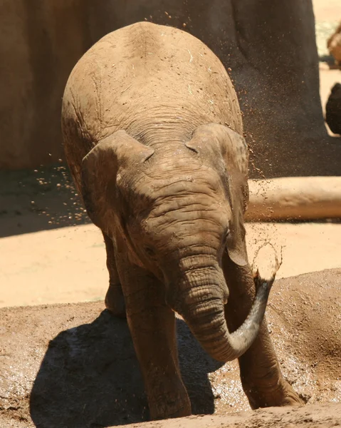 Αφρικανικός ελέφαντας ένα μωρό ντους τον εαυτό του σε μια λακκούβα — Φωτογραφία Αρχείου