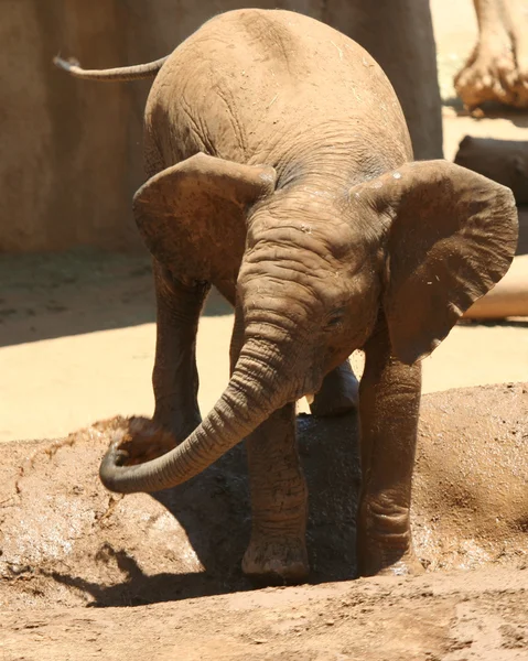 Un bebé africano elefante lúdico chorros sí mismo en un charco —  Fotos de Stock