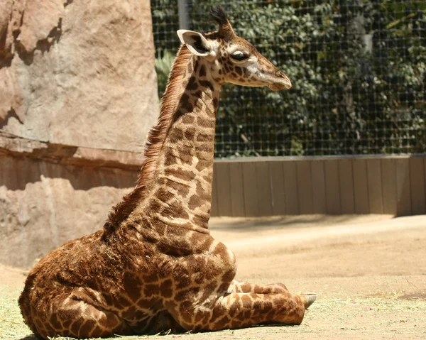 Bir bebek zürafa bir hayvanat bahçesi — Stok fotoğraf