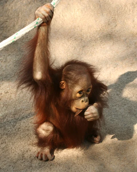 A Baby Orangutan Chewing on a Stick — Zdjęcie stockowe