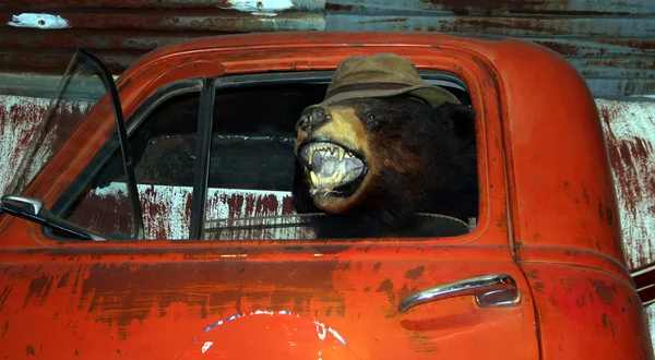 Een beer rijden een vrachtwagen — Stockfoto