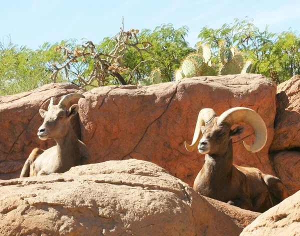 A Mated Pair of Bighorn Sheep on a Cliff — Stock Photo, Image