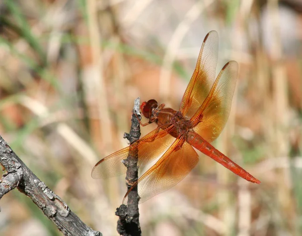 在一个分支上大橙色蜻蜓 — 图库照片