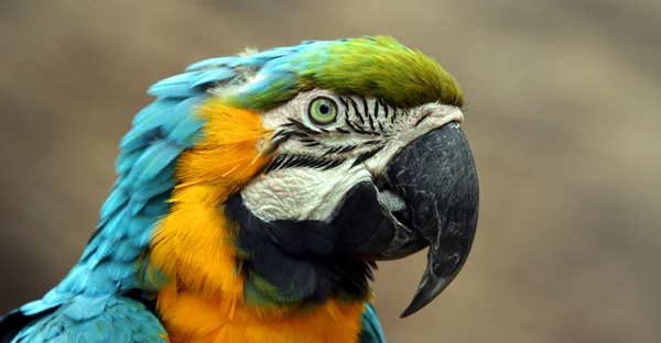 Eine Nahaufnahme eines südamerikanischen Aras — Stockfoto