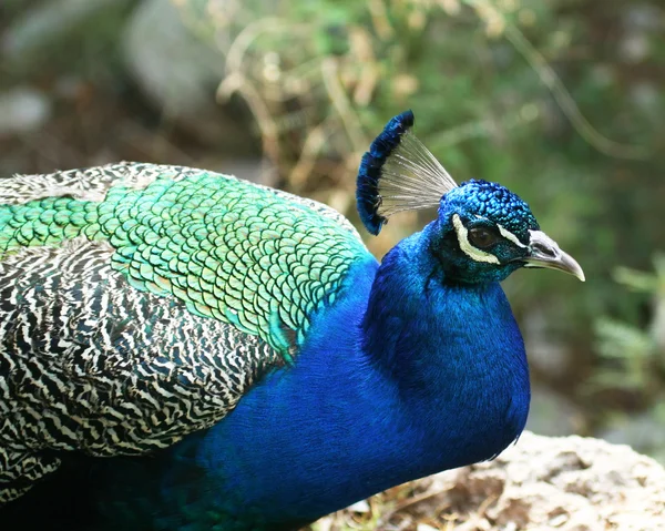Um close up do pavão azul indiano masculino — Fotografia de Stock