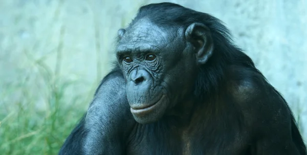 Un primer plano de un chimpancé de Bonobo — Foto de Stock
