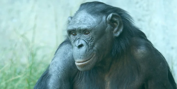 En närbild av en bonobo schimpans — Stockfoto