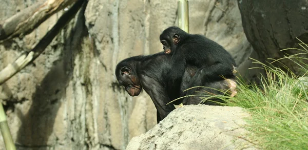 Szympans bonobo dziecko jeździ piggyback jego matka — Zdjęcie stockowe