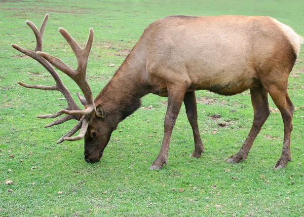 A Bull Elk Grazes on Green Grass — Stock Photo, Image