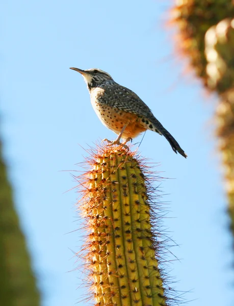 Ein Zaunkönig auf einem Sakuaro-Kaktus — Stockfoto