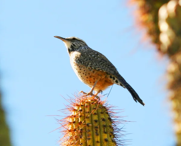 Um Cactus Wren em um Sahuaro Cactus — Fotografia de Stock