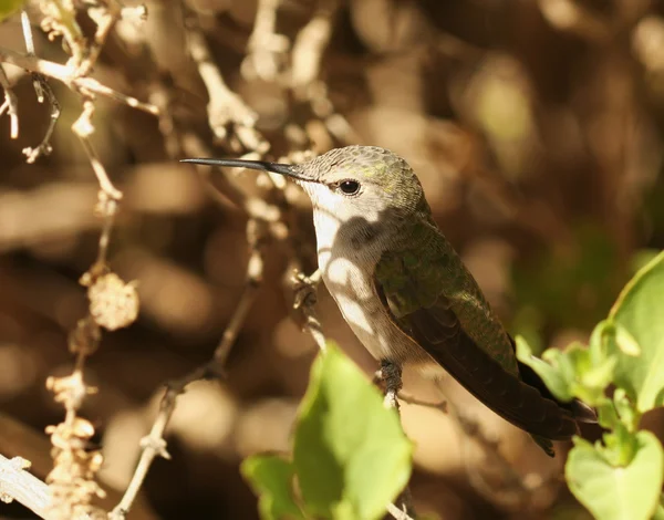 Uma fêmea Calliope Hummingbird empoleirada em um ramo — Fotografia de Stock
