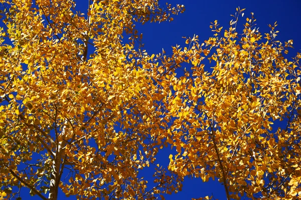 stock image A canopy of blue and gold