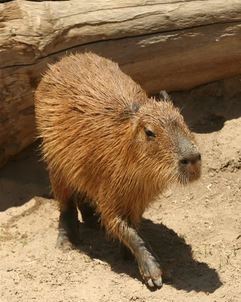A Capibara, Hydrochoerus, il più grande roditore vivente — Foto Stock