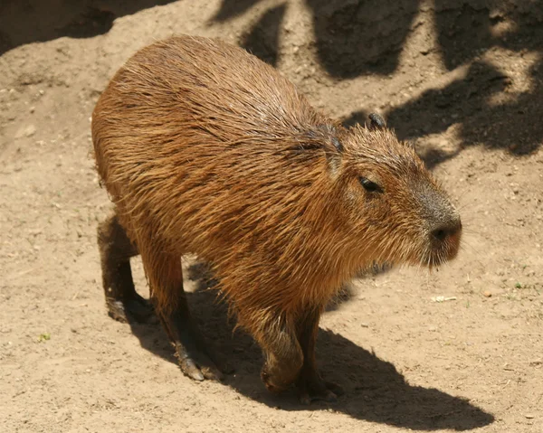 Bir Capibara, hydrochoerus, yaşayan en büyük kemirgen — Stok fotoğraf