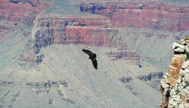 A California Condor, Gymnogyps californianus, Soars Among the Cliffs of the clipart