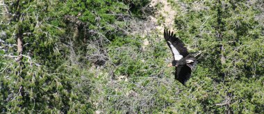 A California Condor, Gymnogyps californianus, Glides Over a Grove of Trees clipart