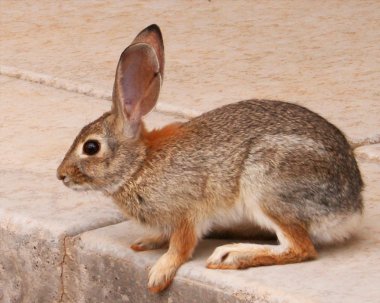 Desert Cottontail Rabbit, Sylvilagus auduboni clipart
