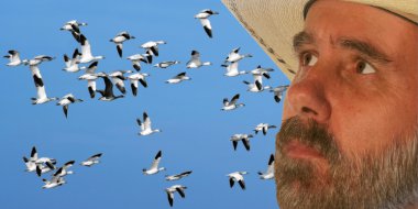 A Cowboy Watches A Flock of Snow Geese clipart