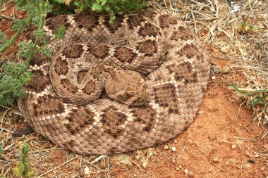 Diamondback Rattler clipart