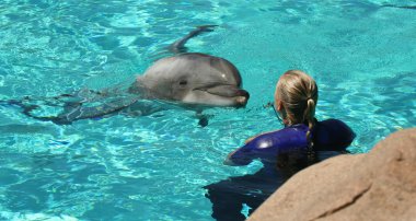 A Trainer Works with a Dolphin in the Water clipart