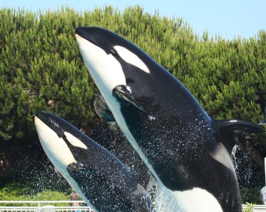 A Mother and Calf Orca Breach Together clipart