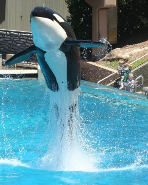 A Mother and Her Sons Watch an Orca Breach clipart