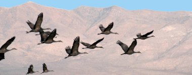 A Flock of Sandhill Cranes Soar Above the Mountains clipart