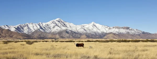 Une vache et les monts Huachuca enneigés — Photo