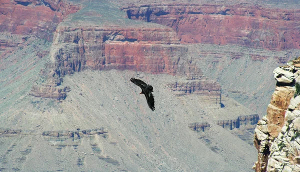 A California Condor, Gymnogyps californianus, Soars Among the Cliffs of the — Stock Photo, Image