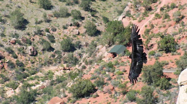Een Californië condor, gymnogyps californianus, glijdt over de heldere engel — Stockfoto