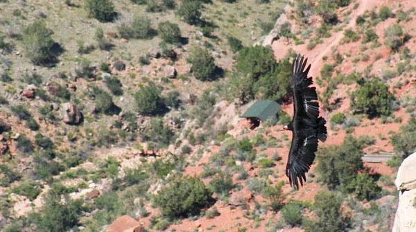 bir california condor, gymnogyps californianus, parlak angel üzerinde kayar