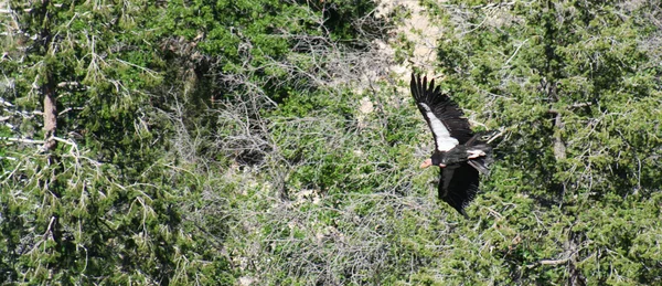Um condor de Califórnia, gymnogyps californianus, desliza sobre um bosque de árvores — Fotografia de Stock