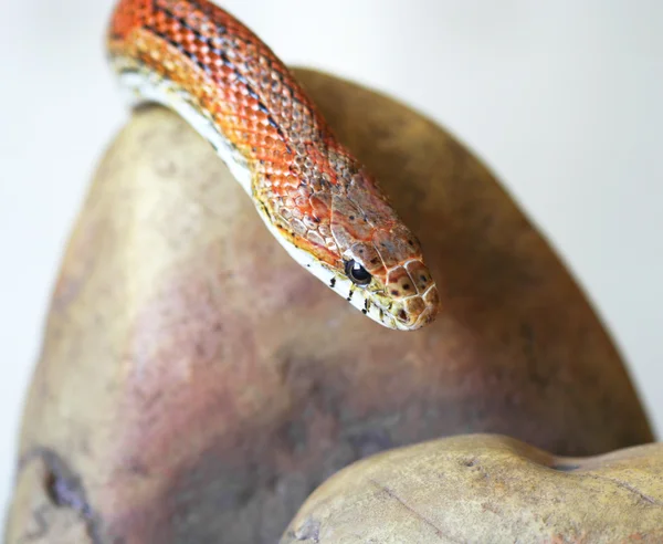 Оранжевая кукурузная змея на скале — стоковое фото