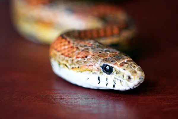 An Orange Corn Snake on Red Leather — Stock Photo, Image