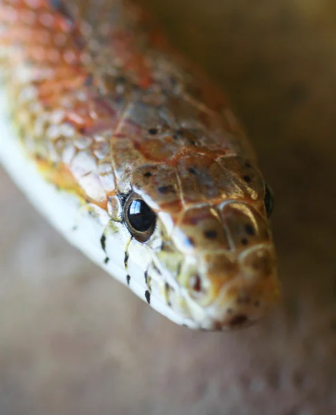 Uma Cobra de Milho Laranja Contra uma Rocha — Fotografia de Stock