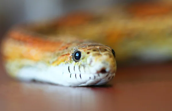 An Orange and Yellow Corn Snake Close Up — Stock Photo, Image