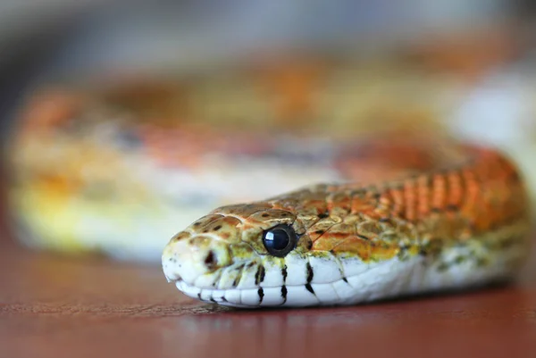 An Orange Corn Snake on Red Leather — Stock Photo, Image