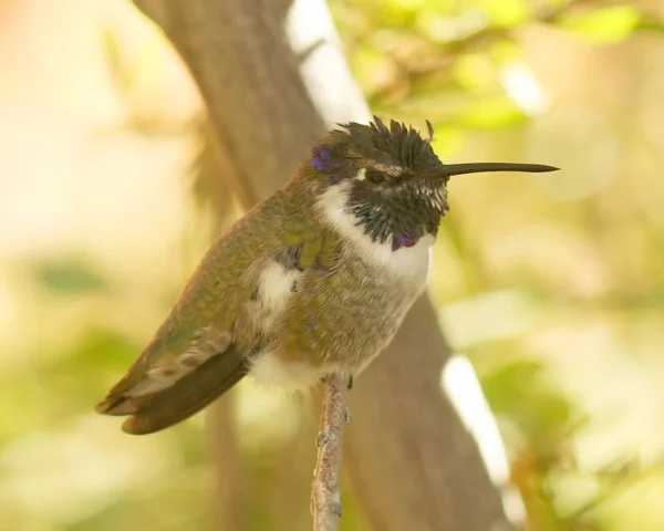 A Costa 's Hummingbird Masculino em um ramo — Fotografia de Stock