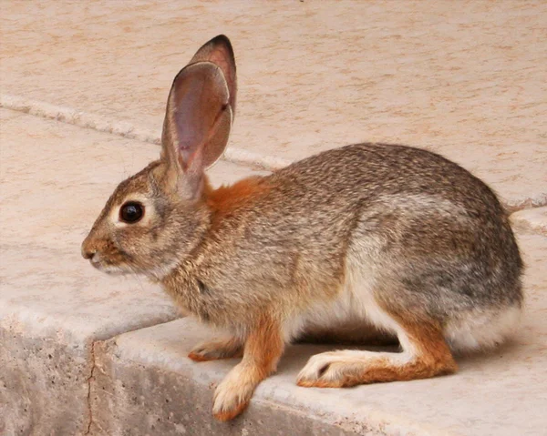 Desert Cottontail Rabbit, Sylvilagus auduboni — Stock Photo, Image