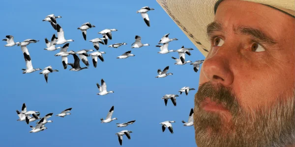 A Cowboy Watches A Flock of Snow Geese — Stock Photo, Image