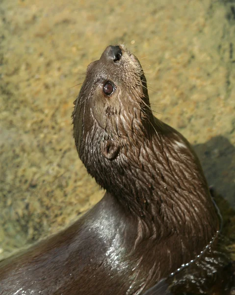 Een nieuwsgierige otter op de oever van een rivier — Stockfoto