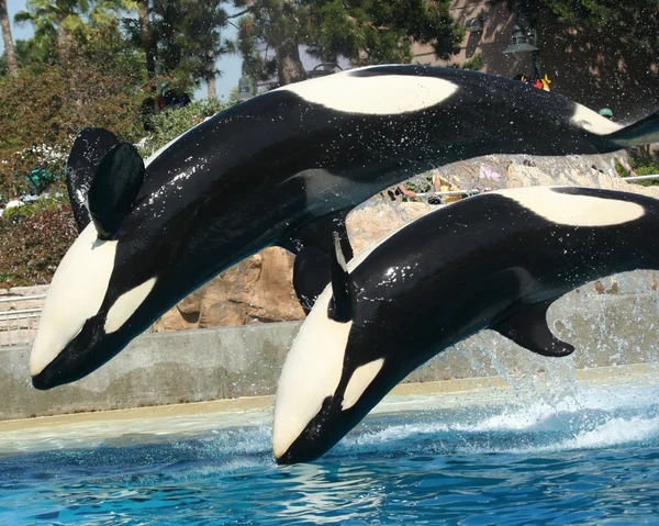 Una madre y una pantorrilla Orca hacen una voltereta — Foto de Stock