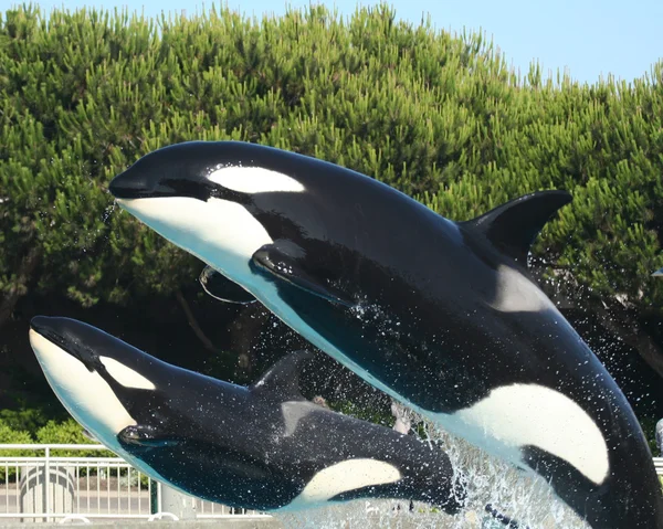 Een moeder en kalf orca schending samen — Stockfoto