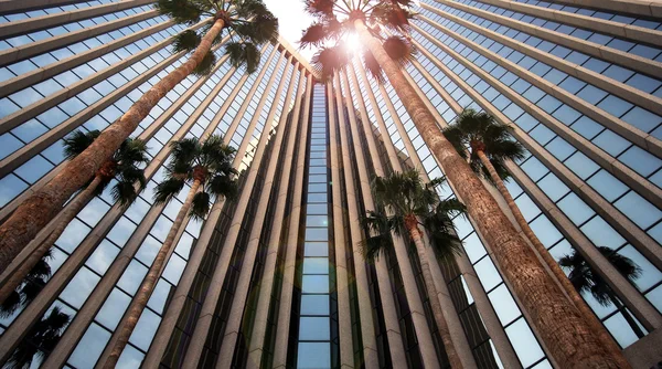 An Office Building Reflects Itself and Palms — Stock Photo, Image