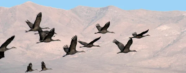 En flock av sandhill kranar sväva över bergen — Stockfoto