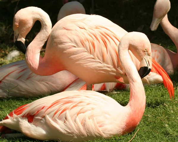 Şili flamingos bir sürü — Stok fotoğraf