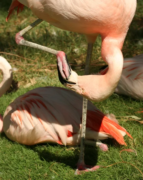 Ağzında onun ayak ile Şili flamingo — Stok fotoğraf