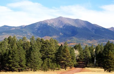 A forest road through the ponderosa pines beckons travelers up toward the a clipart